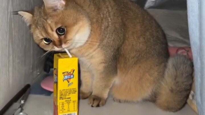 “Cats were shocked all year”
