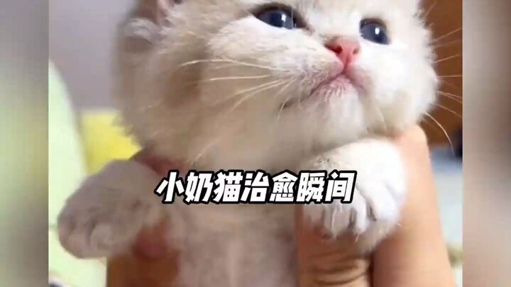 That feisty little kitten is just too adorable!