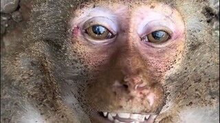电工猴：我就喜欢这份工作！