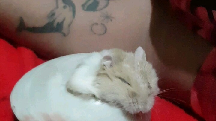 my hamster