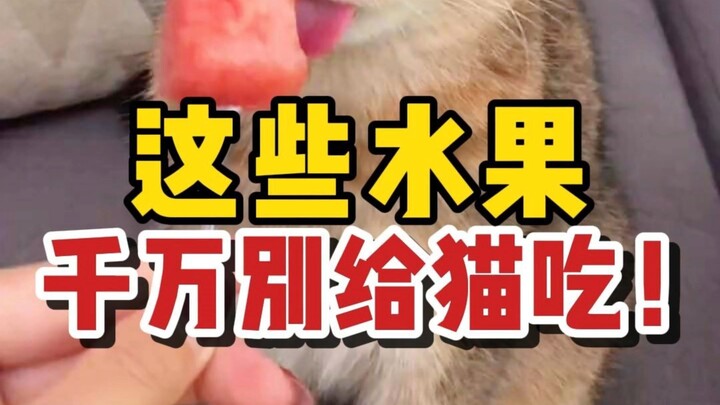 كل الفواكه التي يمكن للقطط أكلها وتلك التي لا يمكنها أكلها مجمّعة هنا، احفظها بسرعة!