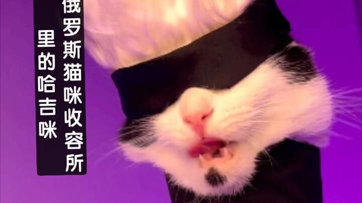 Hagimi at a Russian Cat Shelter