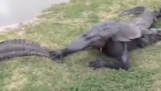 Cá sấu: Về việc này có lẽ cần tổ chức một cuộc họp.