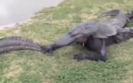 Cá sấu: Về việc này có lẽ cần tổ chức một cuộc họp.