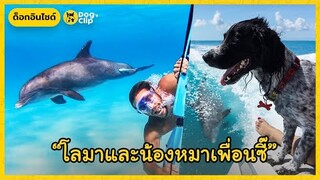 โลมาตัวนี้มีเพื่อนซี๊เป็นน้องหมา | Dog's Clip