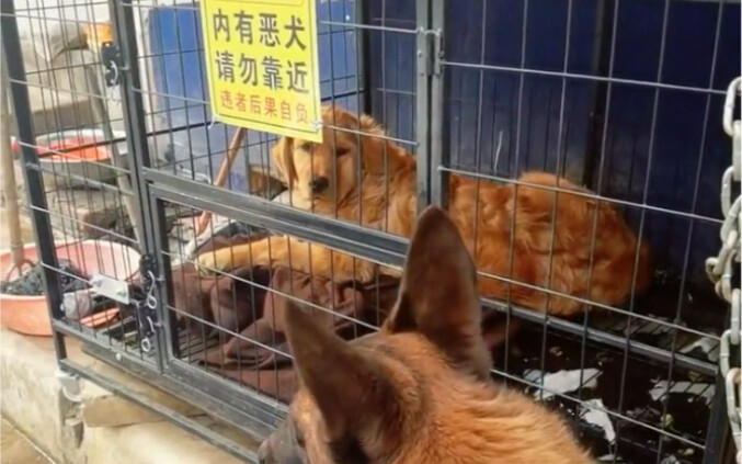 บาว่านพบกับเพื่อนบ้านที่อยู่ห่างกันแค่กำแพงเดียวเป็นครั้งแรก แต่ความน่ารักป่วนปั่นของเจ้าตูบของเพื่อ