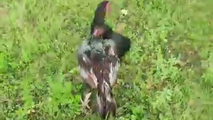 Dapol Courtmanship Dance with Hens. First Time to see his Dance Moves.