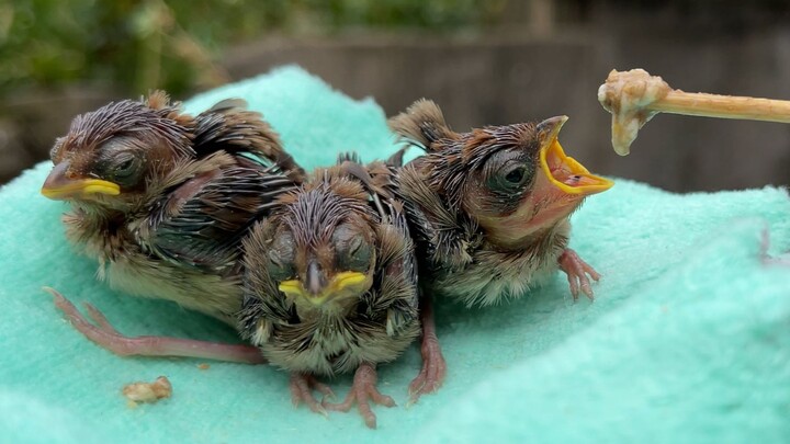 A few little ones rescued from the rapeseed field—they're growing way too fast!