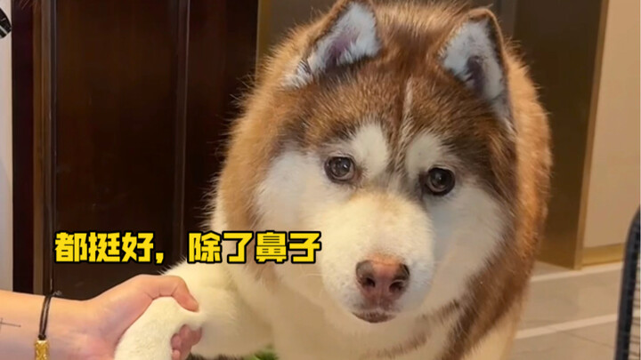 กลางดึก ฮาหลี่ลู่ตื่นขึ้นมาบนเตียงอย่างตกใจ: เฮ้ ไม่ใช่สิ วันนี้ทำไมจมูกของฉันถึงเจ็บเล็กน้อยนะ?