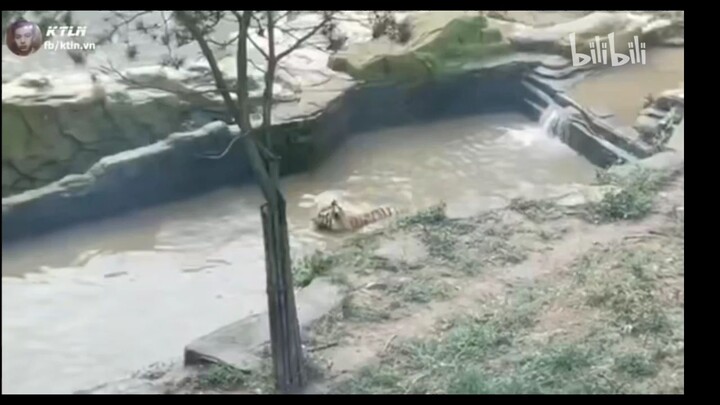 khi vịt sống ở làng lá thì nó sẽ như thế này 🤣🤣🤣