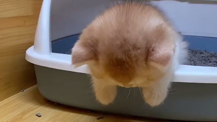 Sleeping while being pulled?