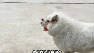 文明修狗，来不了这两下