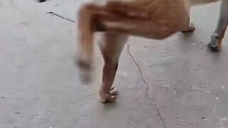 This dog is so particular.
