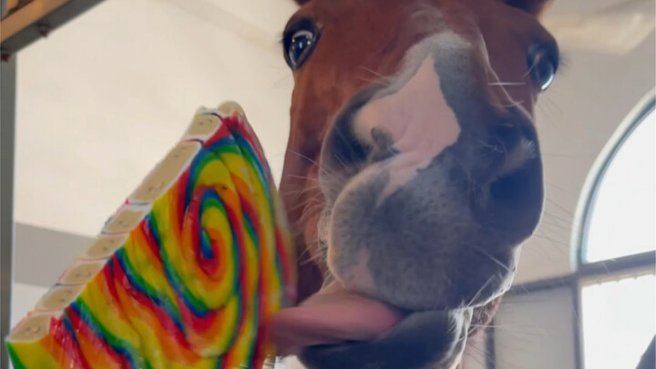 الحصان يأكل حلوى العصا لأول مرة