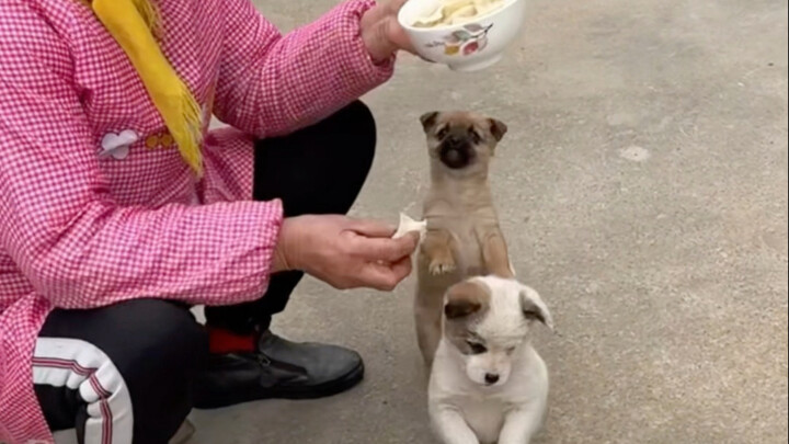 Anjing yang dipelihara di pedesaan makan apa yang dimakan manusia.