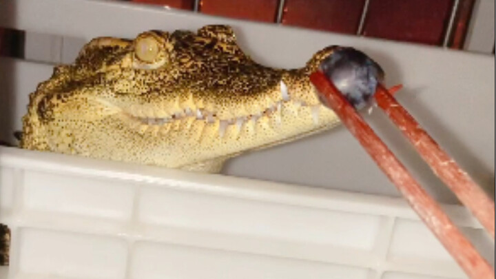 Little Croc Loves Grapes