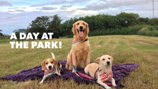 Dogs Went to Holland Park (Southwoods City) | Pet Friendly Place