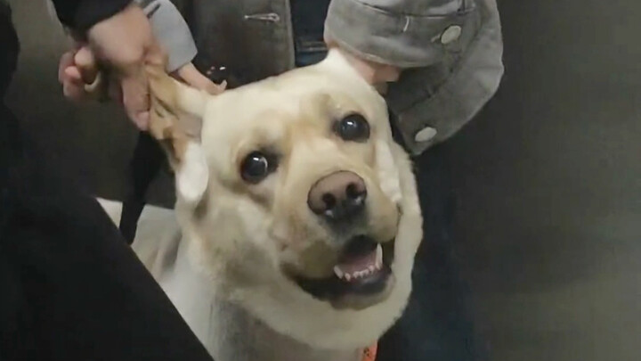 Dog Riding an Elevator Live Footage