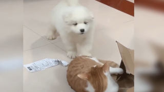 Đám cún đôi khi ngốc đến đáng yêu 7