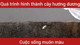 Quá trình hình thành cây hương dương      #videohaynhat
