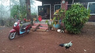 บรรยากาศยามเช้าเมื่อวานฝนตกทั้งวัน หมอกลงจัดมาก ที่ สกลนคร