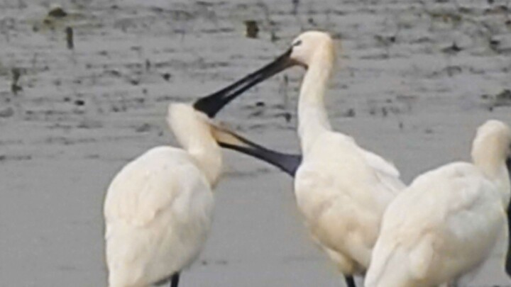 😰The rice paddle was snatched away by a bird 🥄 Even the hair straightener was taken too 😰 😰The rice 