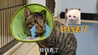 我家猫外出遛弯，被宠物医院拉去绝育了