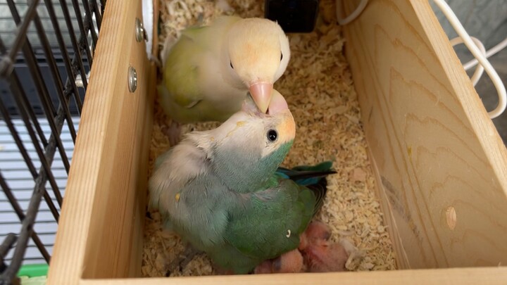 Burung beo jenis ini, begitu berhasil berpasangan, akan setia menemani pasangannya seumur hidup dan 
