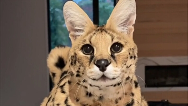 The serval at this foreign uncle’s home has a fiery temper, but to everyone’s surprise, the uncle hi