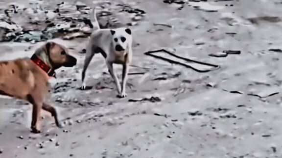 coward dog.