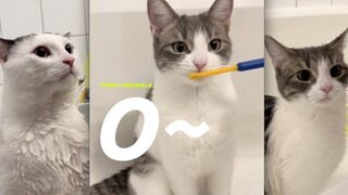 从未见过洗澡刷牙如此听话的猫咪！