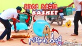 Huge Resin Basket Prank Sleeping Dog - New Video Very Funny Must Watch Most Funny Prank Dogs
