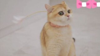 ลูกแมวชอบเล่นกับของเล่นชิ้นนี้