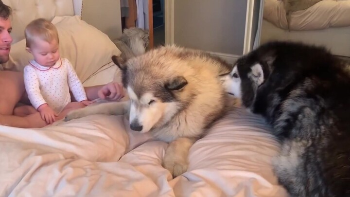 [Cún cưng] Hai em heo nằm dài trên giường khoe tình cảm với chủ