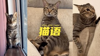 在猫猫不乖的时候可以使用以下三句猫语 😾