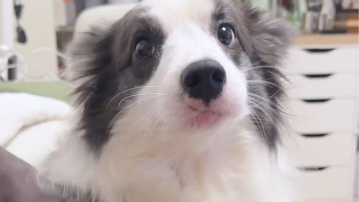 Anak anjing berkata, kalau tidak ada musim gugur, maka tidak akan ada musim dingin.