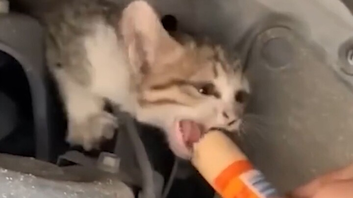 “This is probably why animals like humans.”