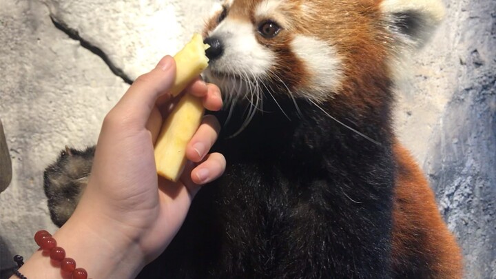 【Gấu trúc nhỏ】Em cho anh ăn táo được, chứ đâu có nghĩa là em được sờ anh đâu! Phải thêm táo nữa mới 