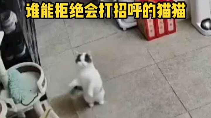 Kucing yang melambaikan tangan ke kamera pengawas, wuuu, bukankah ini kucingku!