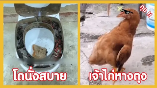 โถนั่งสบายๆ กับเจ้าไก่หางตุง !! ( ฮัลโหลความฮา )