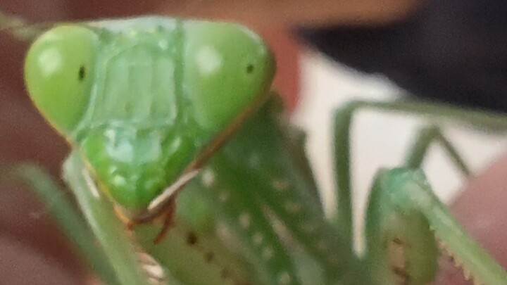 Mantises really do have facial expressions—and lots of them!