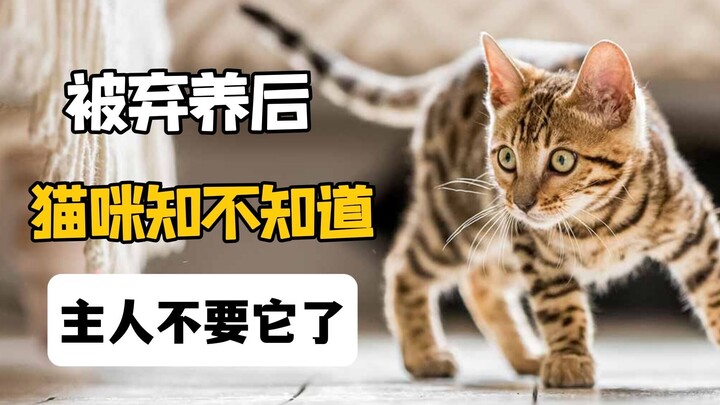 猫咪被弃养后，知不知道主人不要它了？