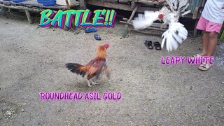 Leapy White VS Roundhead Asil Gold Spar!!    JRP Gameyard