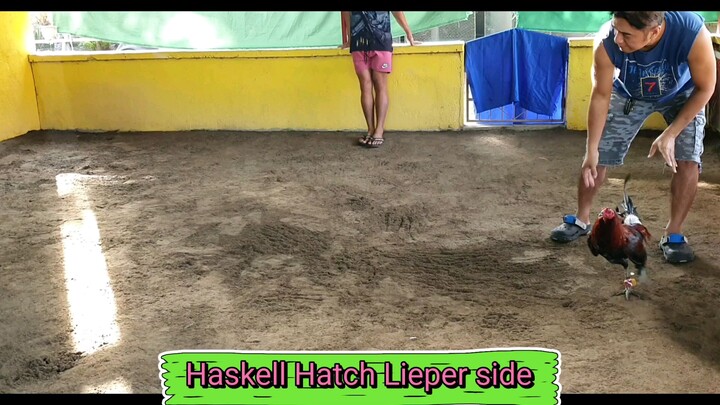 7months old Haskell hatch liper side...