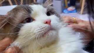 Plug-in fisik penghisap kucing