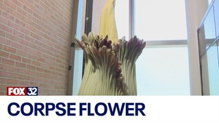 Corpse flower in bloom in Chicago suburb