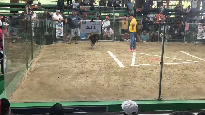 AJ GameFowl Dehado tayo dito mga boss gamit natin white kelso cross YLH, First Fight win