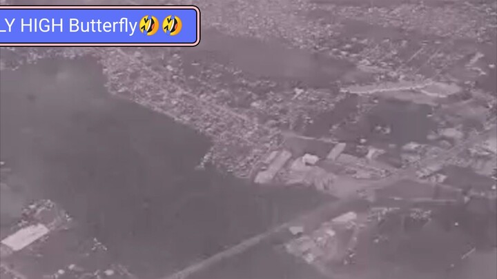 FLY HIGH BUTTERFLY🤣🤣