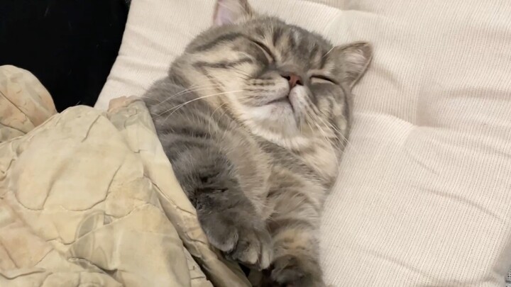 Is it just my cat who does this?