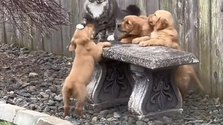 Ketika Seekor Kucing Punya Delapan Anak Angkat